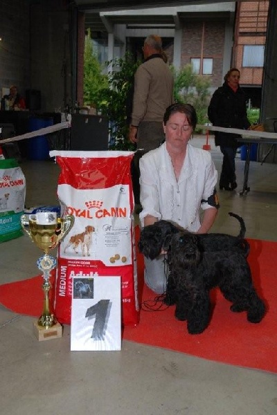 Chien Schnauzer Miniature Giulietta Black Girl Des Matins De Cristal