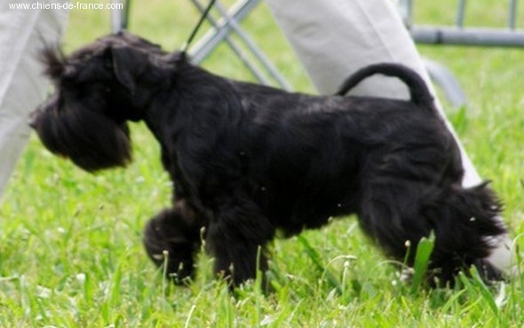 CH. Tracy chapman hajko-nerita - "Très Prometteur" Meilleur PUPPY