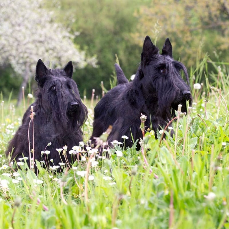 Publication : du Harpouy D'Auzan Auteur : Sébastien Bats