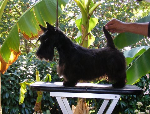 Publication : du Harpouy D'Auzan Auteur : Sébastien Bats