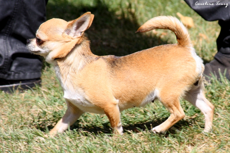 Publication : du Harpouy D'Auzan