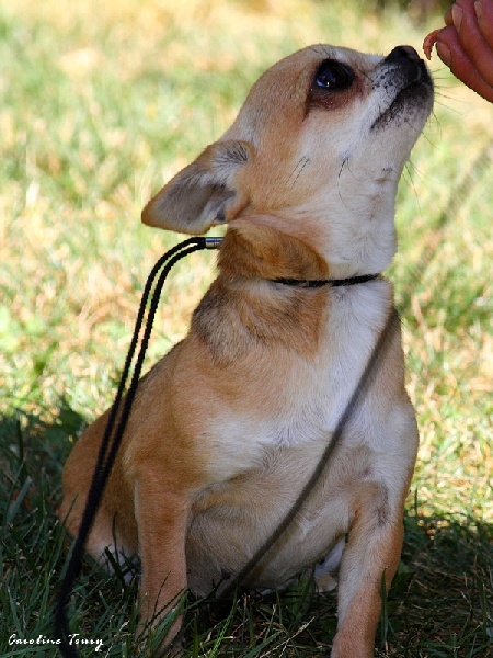 Publication : du Harpouy D'Auzan