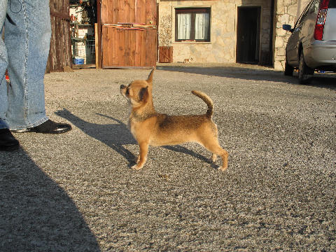 Publication : du Harpouy D'Auzan