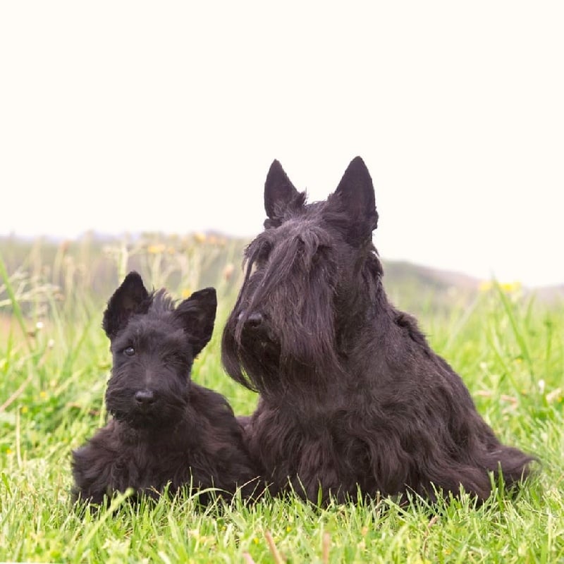 Publication : du Harpouy D'Auzan Auteur : Sébastien Bats