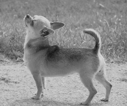 Publication : du Harpouy D'Auzan