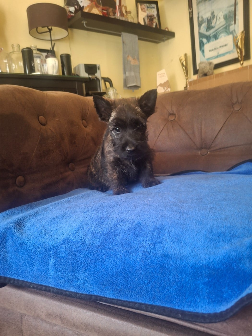 Chiot N°7