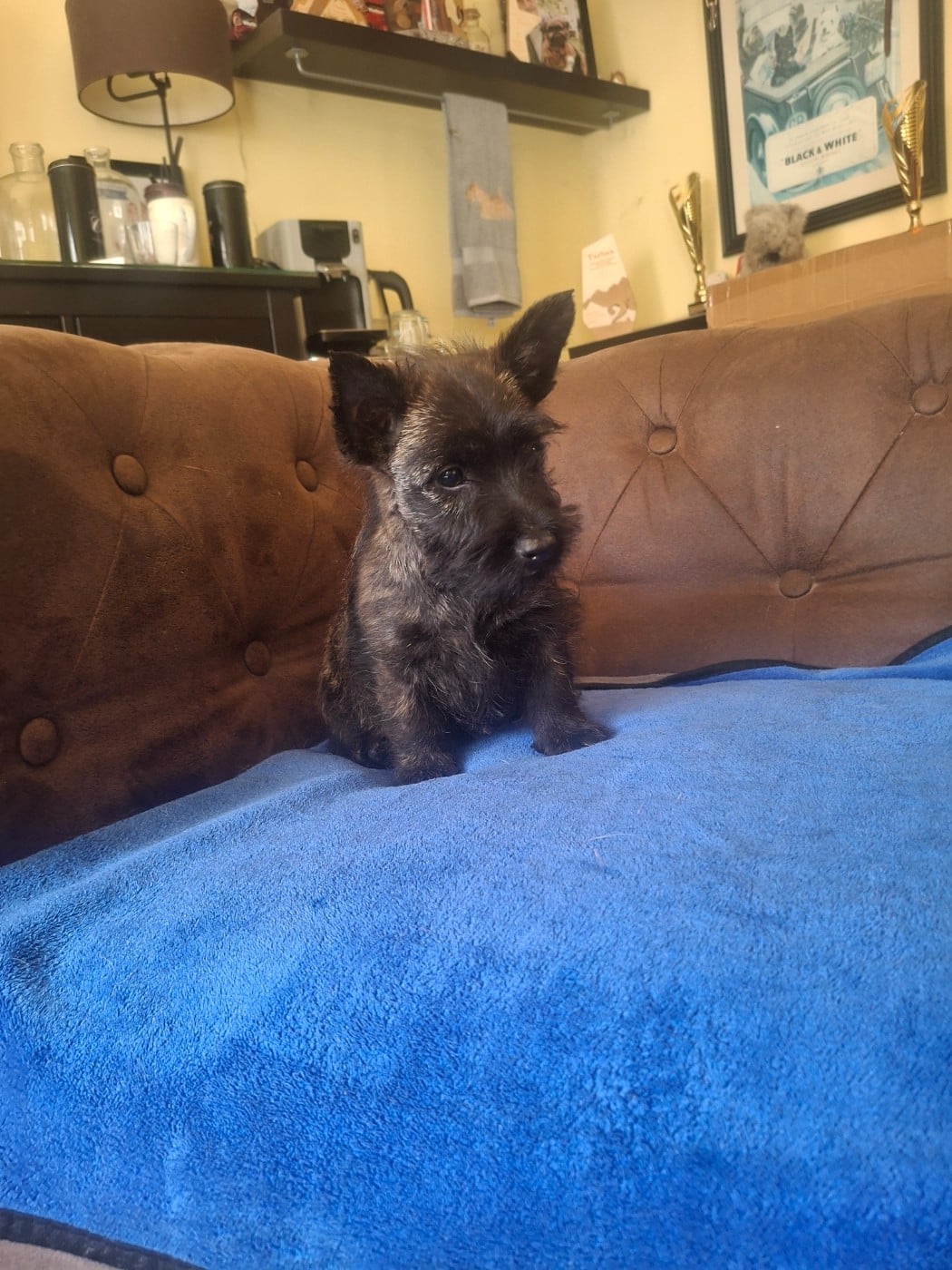 Chiot N°7