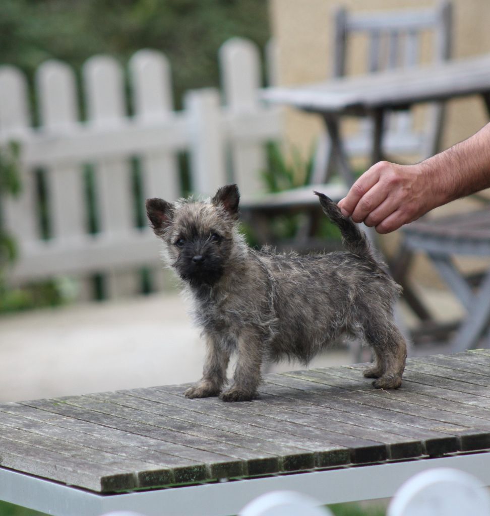 du Harpouy D'Auzan - Cairn Terrier - Portée née le 09/09/2018