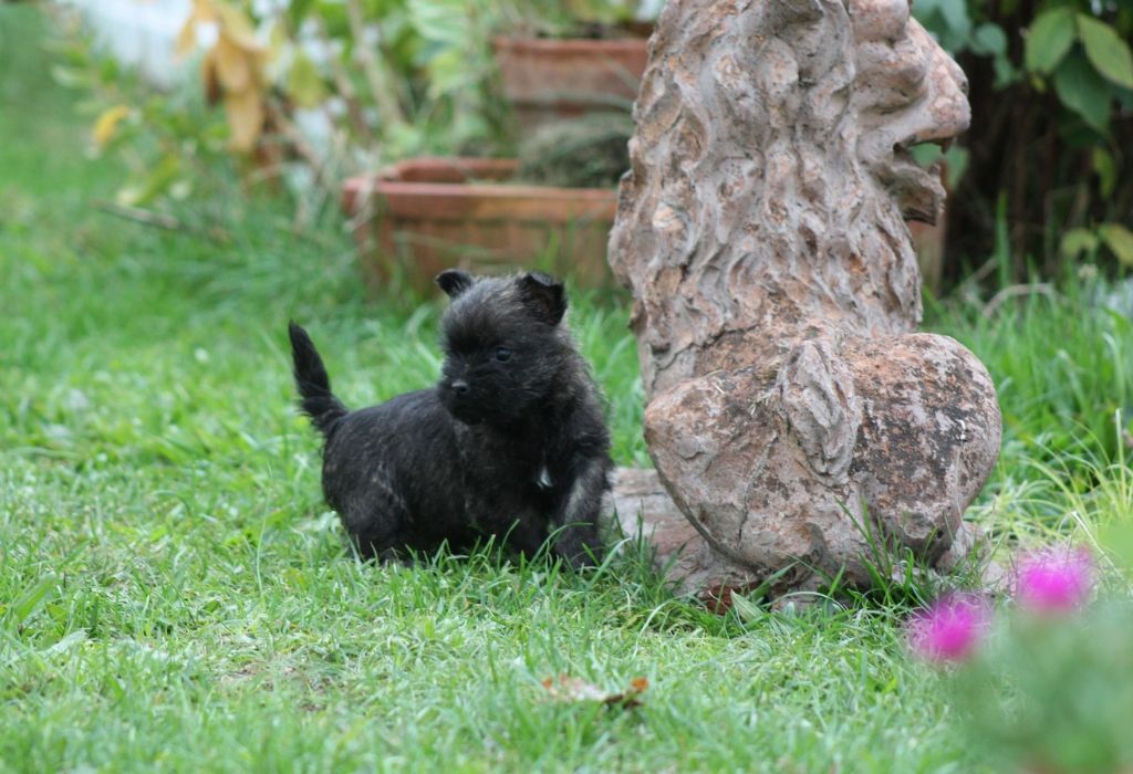 du Harpouy D'Auzan - Cairn Terrier - Portée née le 28/09/2018