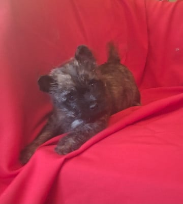 Les chiots de Cairn Terrier