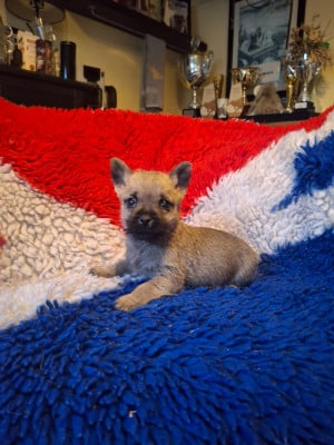 Les chiots de Cairn Terrier