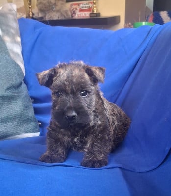 Les chiots de Scottish Terrier