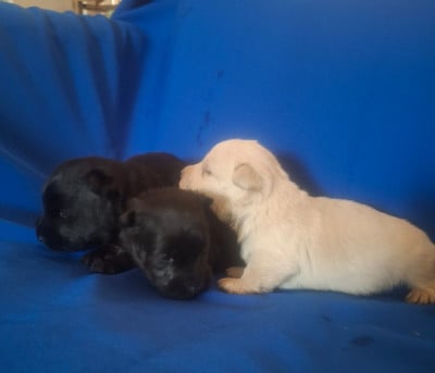Les chiots de Scottish Terrier