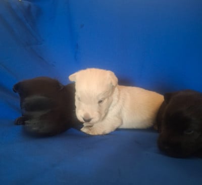 Les chiots de Scottish Terrier