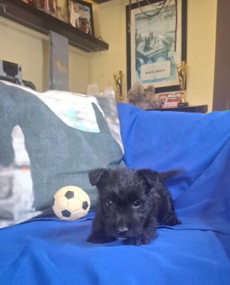 Les chiots de Scottish Terrier