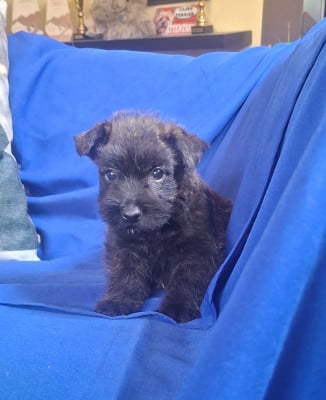 Les chiots de Scottish Terrier