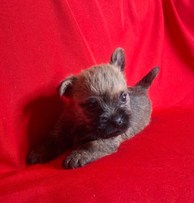 Les chiots de Cairn Terrier