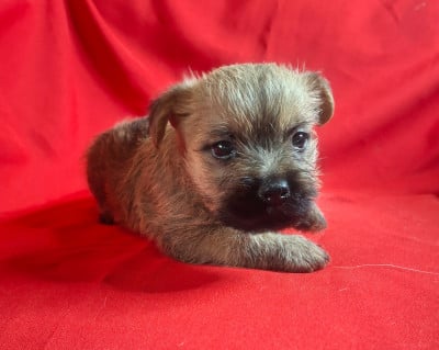 Les chiots de Cairn Terrier