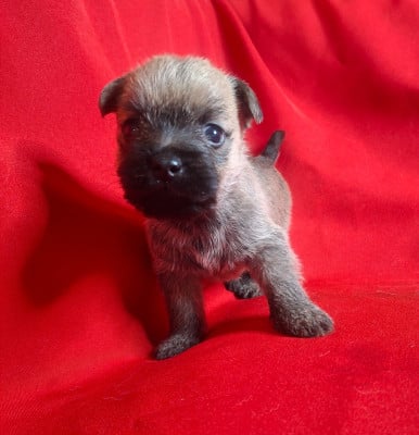 Les chiots de Cairn Terrier