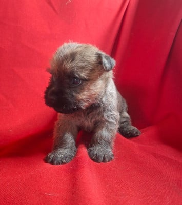 Les chiots de Cairn Terrier