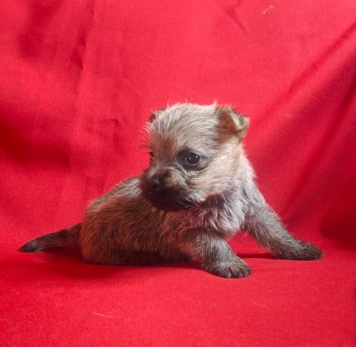 Les chiots de Cairn Terrier