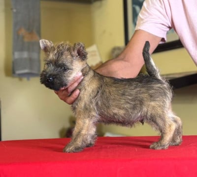 Les chiots de Cairn Terrier