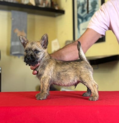 Les chiots de Cairn Terrier