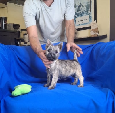 Les chiots de Cairn Terrier