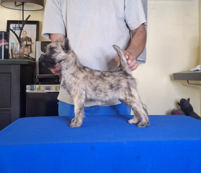 Les chiots de Cairn Terrier