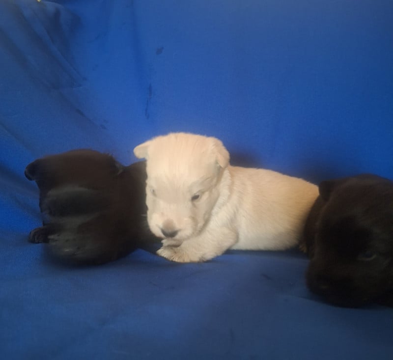Scottish Terrier - du Harpouy D'Auzan