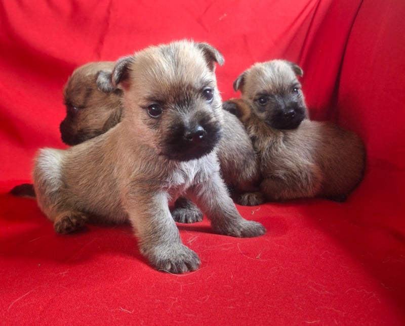 Cairn Terrier - du Harpouy D'Auzan