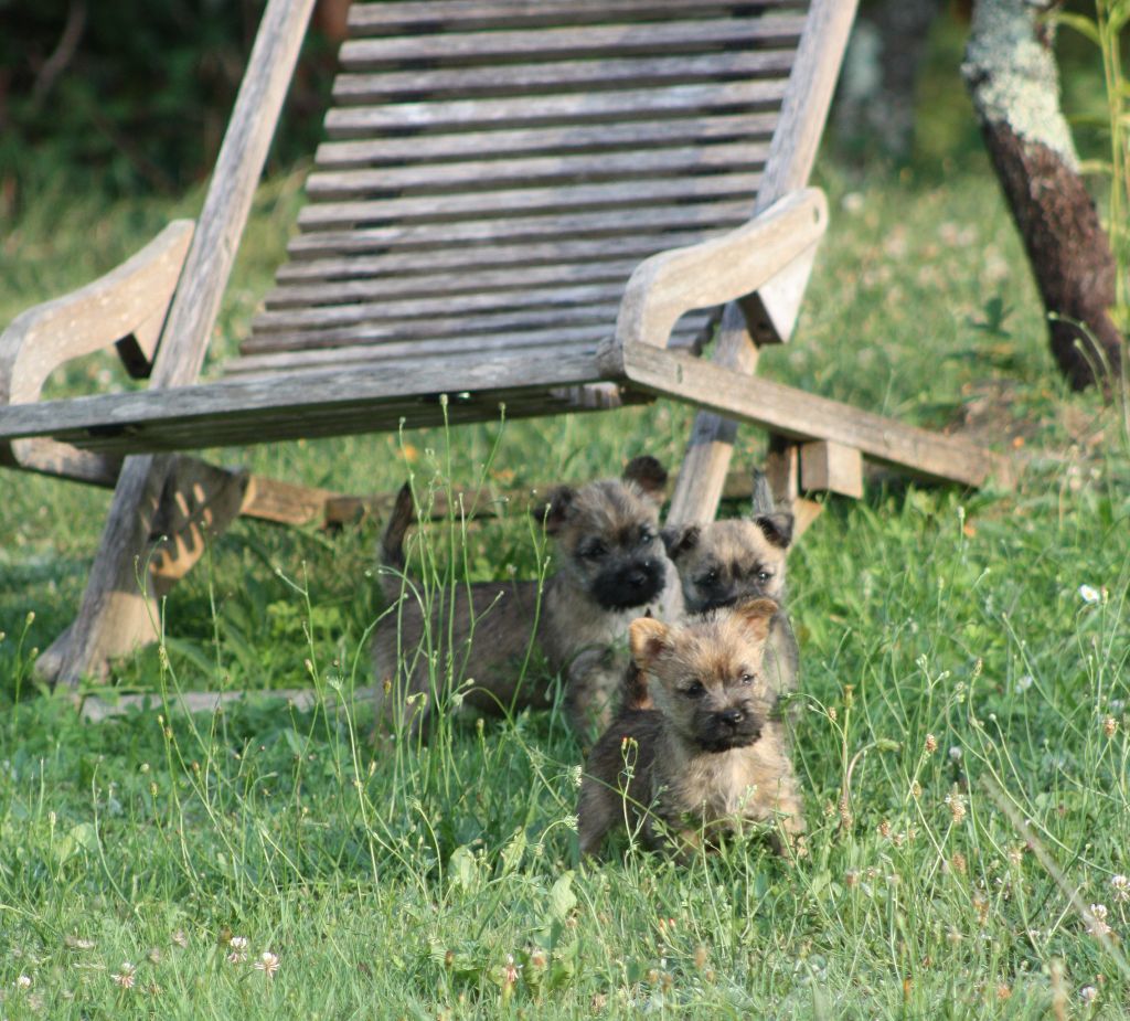 du Harpouy D'Auzan - Cairn Terrier - Portée née le 15/06/2018