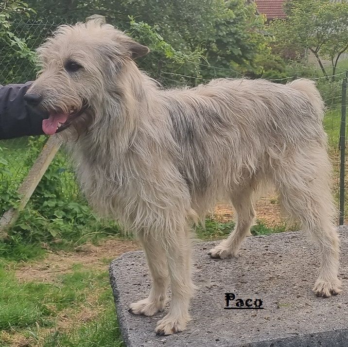 Publication : de Sabres Auteur : De Sabres Brigitte