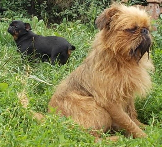 Publication : de Sabres Auteur : De Sabres...