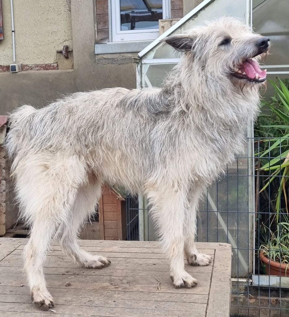 Publication : de Sabres Auteur : De Sabres Brigitte