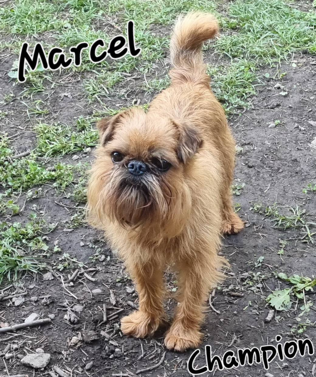 CH. los chatos del norte Don't stop me now dit MARCEL