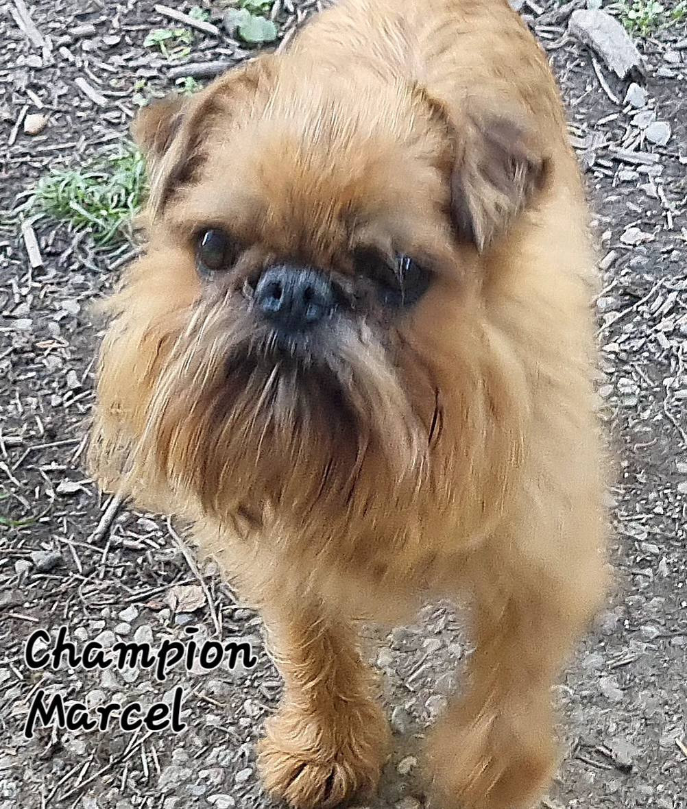 CH. los chatos del norte Don't stop me now dit MARCEL