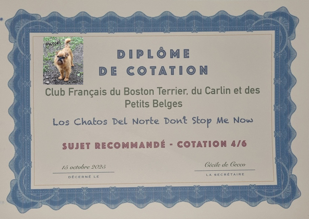 CH. los chatos del norte Don't stop me now dit MARCEL