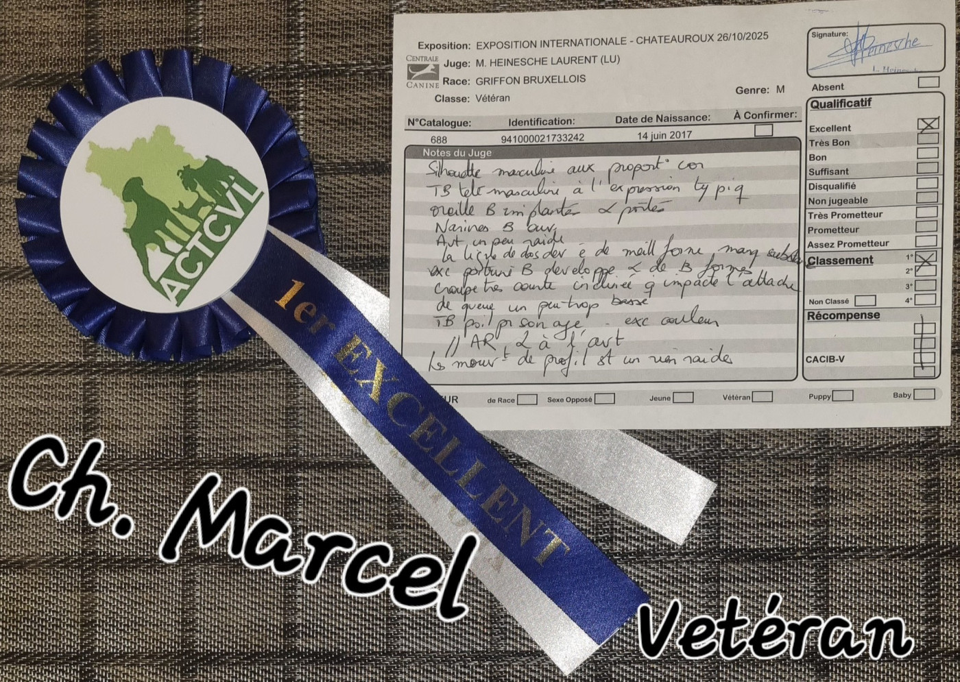 CH. los chatos del norte Don't stop me now dit MARCEL