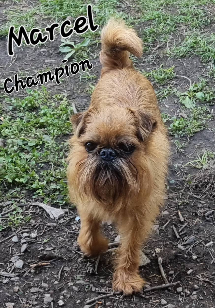 CH. los chatos del norte Don't stop me now dit MARCEL