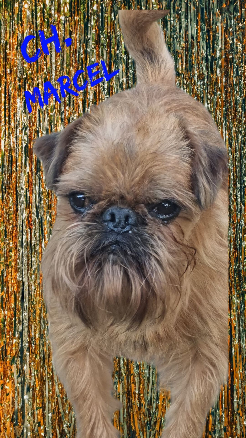 CH. los chatos del norte Don't stop me now dit MARCEL