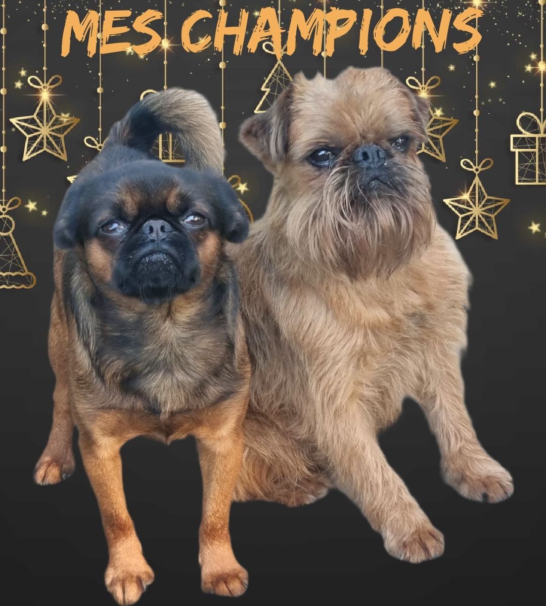 CH. los chatos del norte Don't stop me now dit MARCEL