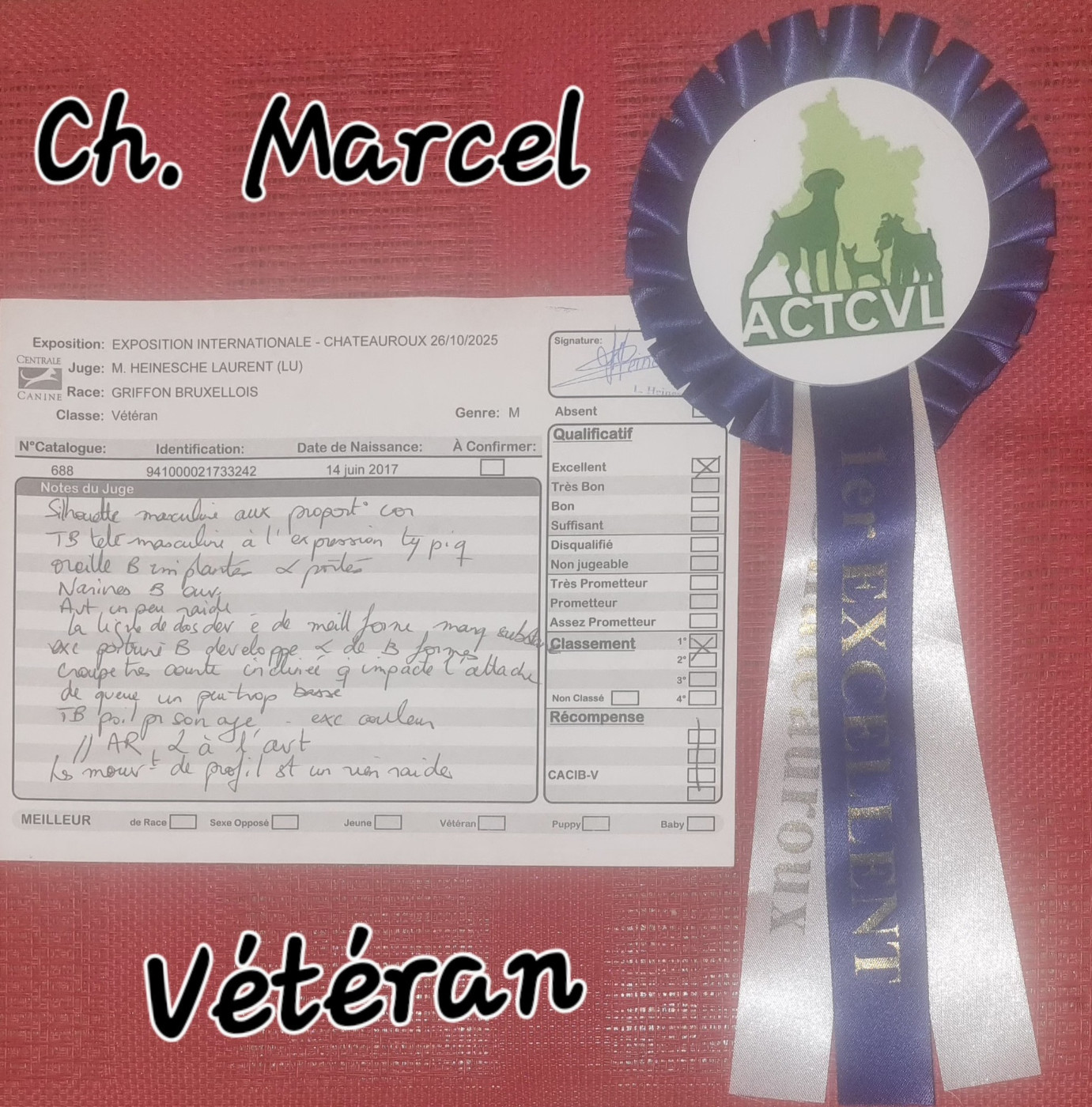 CH. los chatos del norte Don't stop me now dit MARCEL