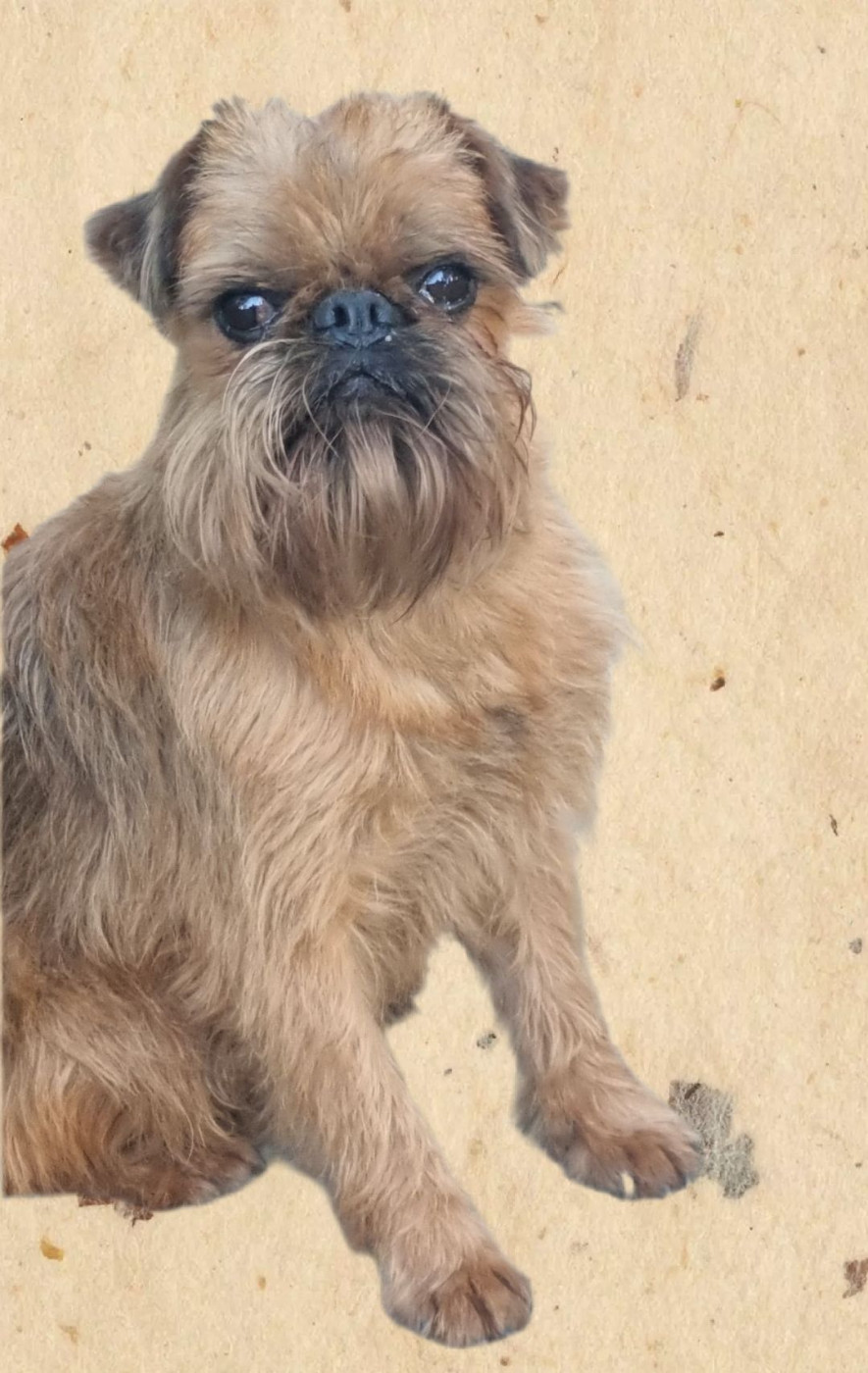 CH. los chatos del norte Don't stop me now dit MARCEL