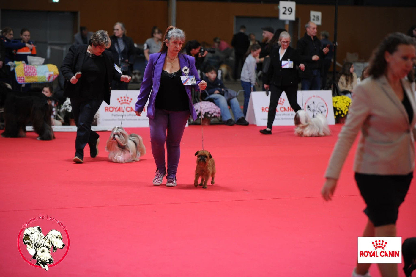 CH. los chatos del norte Don't stop me now dit MARCEL