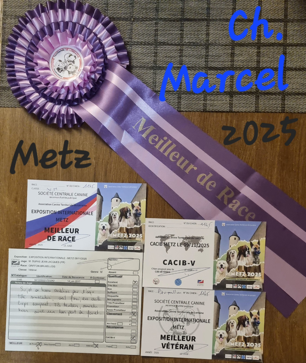 CH. los chatos del norte Don't stop me now dit MARCEL