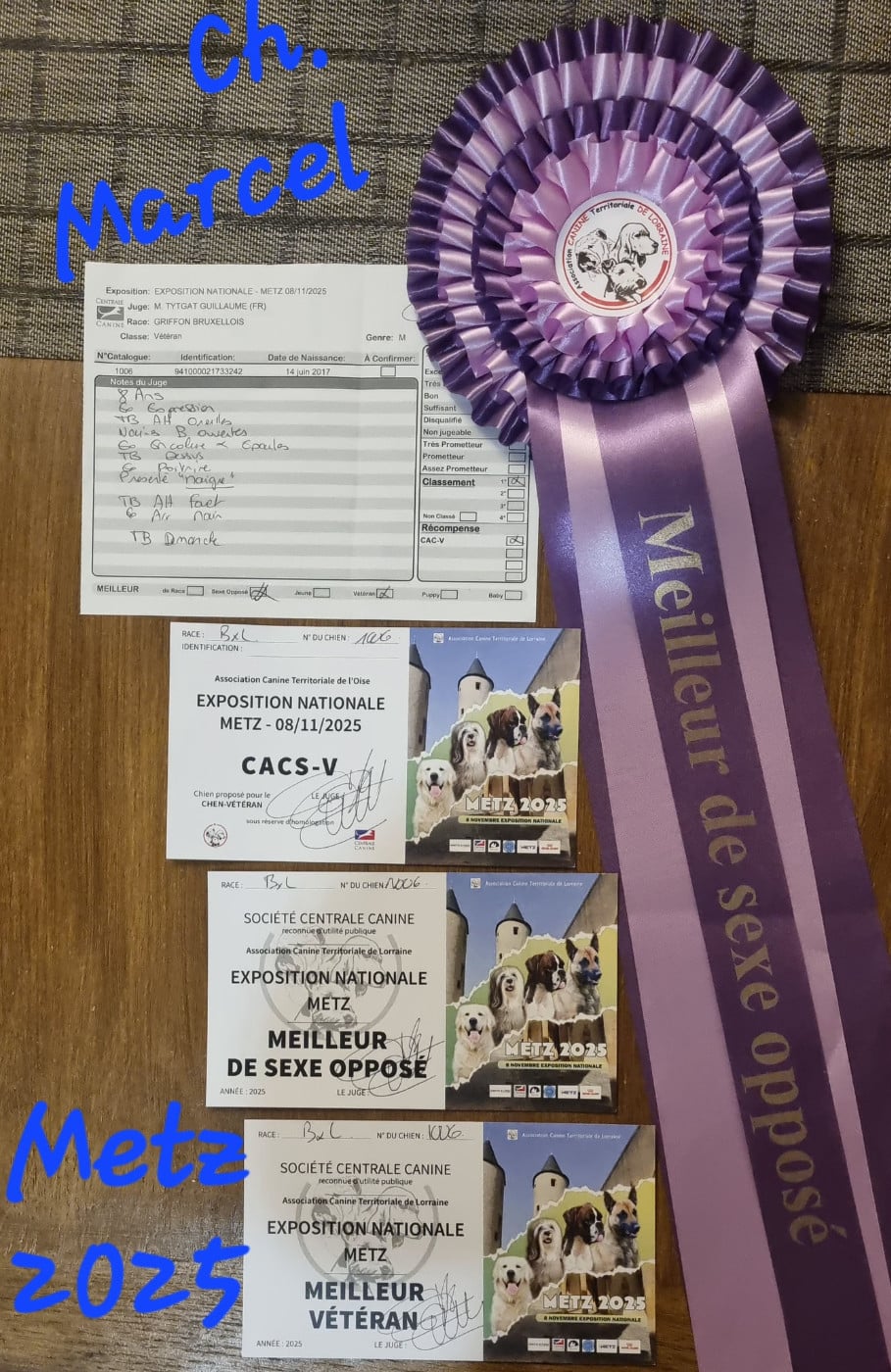 CH. los chatos del norte Don't stop me now dit MARCEL