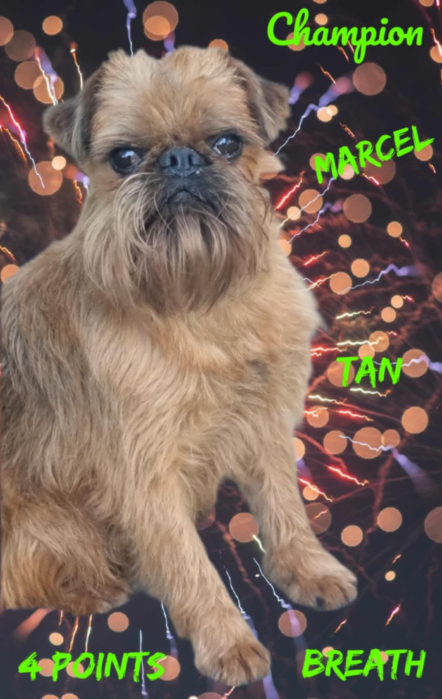 CH. los chatos del norte Don't stop me now dit MARCEL