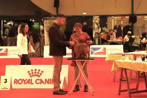 CH. los chatos del norte Don't stop me now dit MARCEL