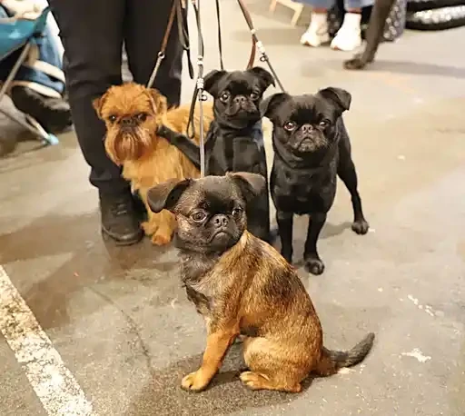 CH. los chatos del norte Don't stop me now dit MARCEL